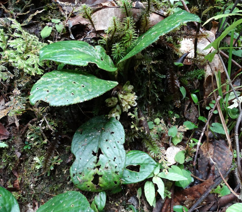 Pentaphragma cyrtandriforme, Davidson, C 12738--Sabah. Mt. Kinabalu. Bundu Tuhan Trail. 11 Oct 2014. DSC04153 (89).JPG