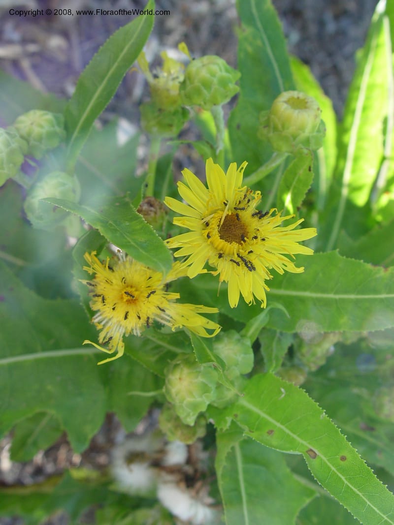 Sonchus congestus--Spain. Barcelona Botanic Garden. 21 Apr 04. 095.jpg