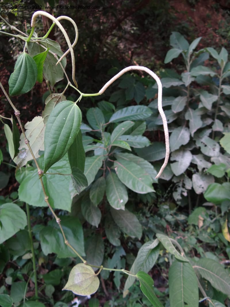 Piper, Martinez-Melendez, M 428--Mexico. Chiapas. Ocosingo. 17 Feb 2012. DSC02636 (10).JPG