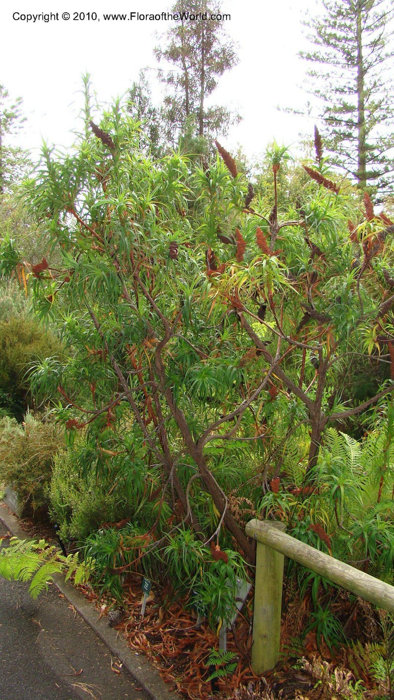 Richea dracophylla--Tasmania. Royal Tasmanian Botanical Garden. 26 Jan 2010. 045.jpg