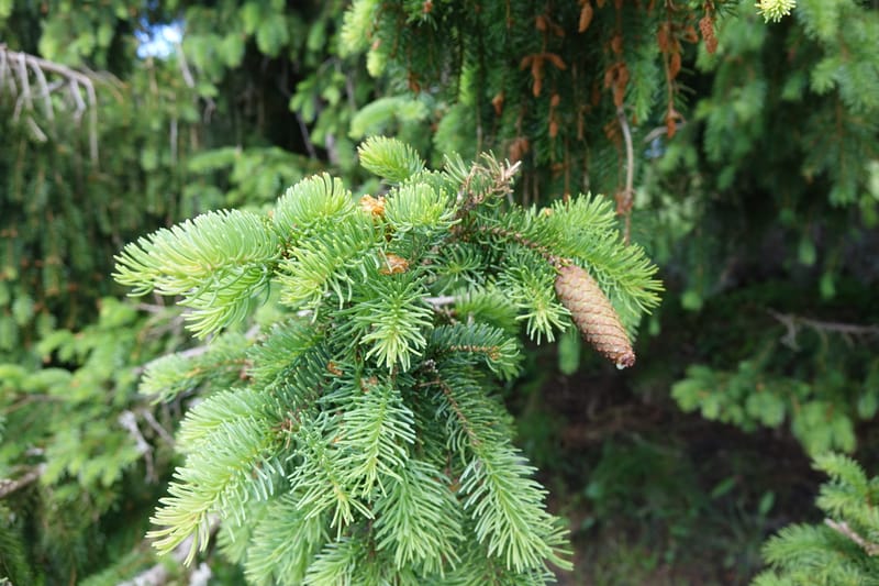 Picea abies, Not coll.--Switzerland. Col de Marchairuz. Simeon. 29 Jun 2016. DSC06067 (58).JPG