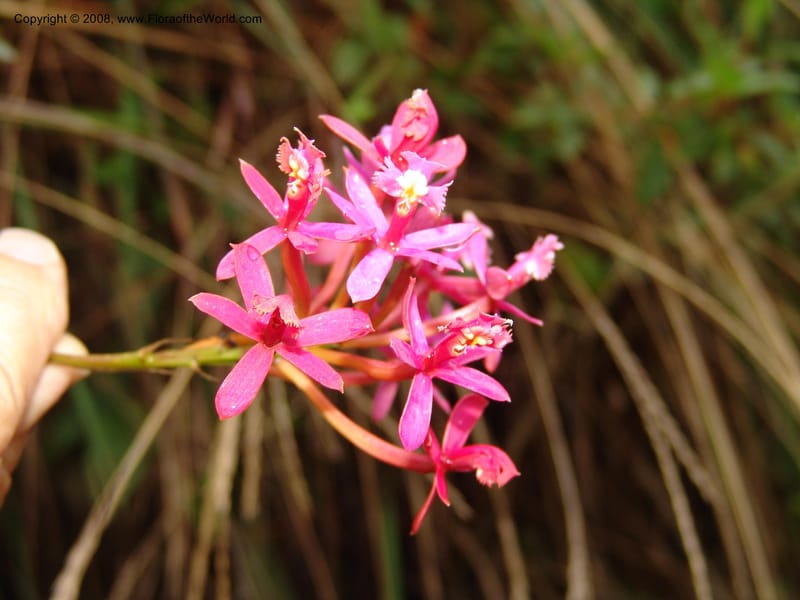 Epidendrum secundum--Peru. Macchu Pichu. 23 Oct 07. 260.jpg