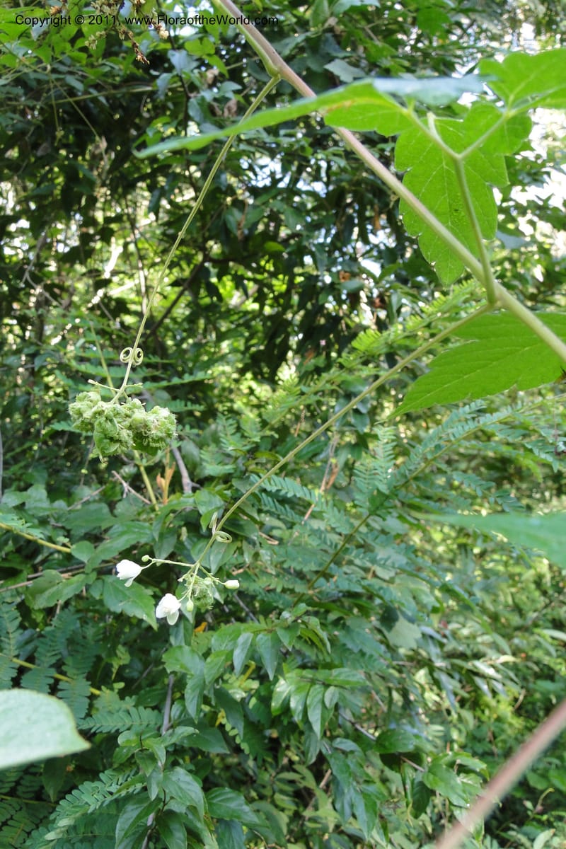 Urvillea, W. D. Stevens 31269--Paraguay. Edo. Concepcion. Esta. Garay Cue. 20 Mar 2011. 008 (12).jpg