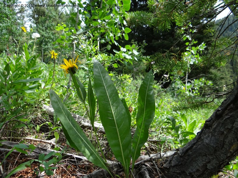 Wyethia, Mansfield, D 12-602--ID. Bear Lake Co. Mt. Sherman. 13 Jul 2012. DSC03473 (124).JPG