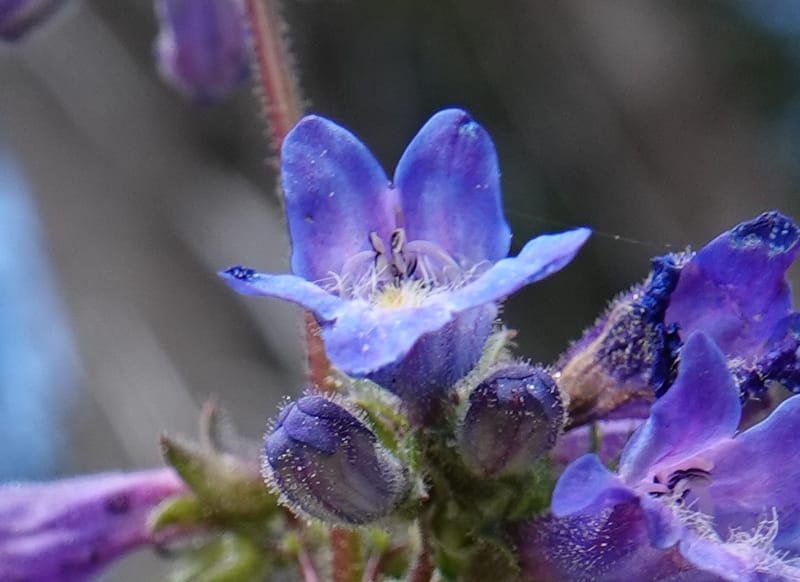 Penstemon albertinus, C. Davidson 13840--ID. Shoshone Co. Freezeout Rd. FR 301. 10 Jul 2018. DSC06582 (264).JPG