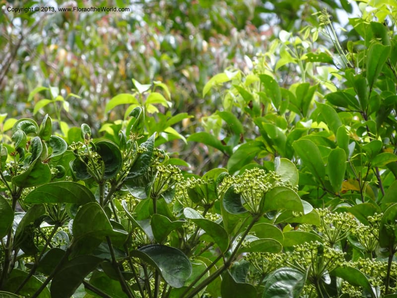 Aralia, SAN.153245--Malaysia, Sabah. Tawai For. Res. 9 Apr 2012. DSC07890 (94).JPG