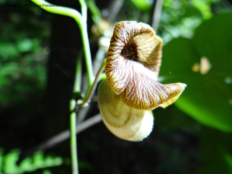 Aristolochia, Li Pan 1205292--China. Zhejiang Prov. Tian Mu Shan. 29 May 2012. DSC00348 (150).JPG