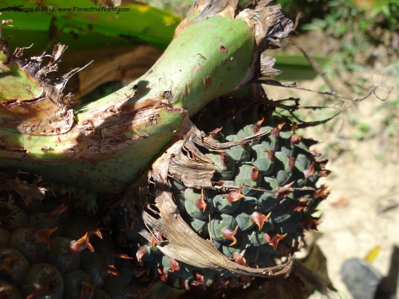 Pandanus unicornutus, Callmander 1050--Thailand. Ranong Prov. Klong Naka Wildlife Sanctuary. 14 Nov 2012. DSC09055 (240).JPG