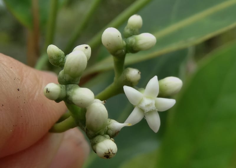 Neuburgia, Lowry, P 7330--Fiji. Delaikoro Mtn. 3 Nov 2015. DSC08393 (405).JPG