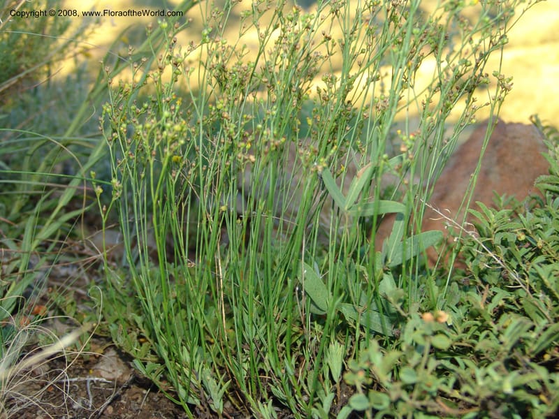 Linum thunbergii--So.Africa. E. Cape. Joubert's Pass, SE of Lady Gray. 9 Mch 05. 331.jpg