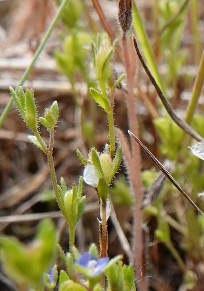 Veronica arvensis, C. Davidson 13751--Oregon. Wallowa Co. Zumwalt.Trail Cr. Rd. 4 Jun 2018. DSC04078 (22).JPG