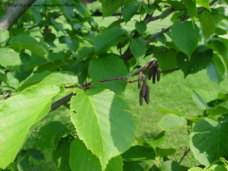 Corylus heterophylla v. sutchuenensis, 1094-89-A--MA. Arnold Arbor. 30 Jun 03. 004.jpg