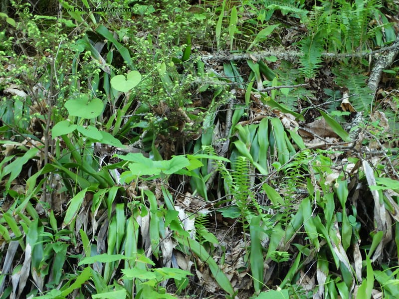 Cymophyllus fraserianus, Davidson, C 12984--North Carolina. Clay Co. Perry Gap Rd, Barnard's Cr. 13 May 2015. DSC04860 (91).JPG