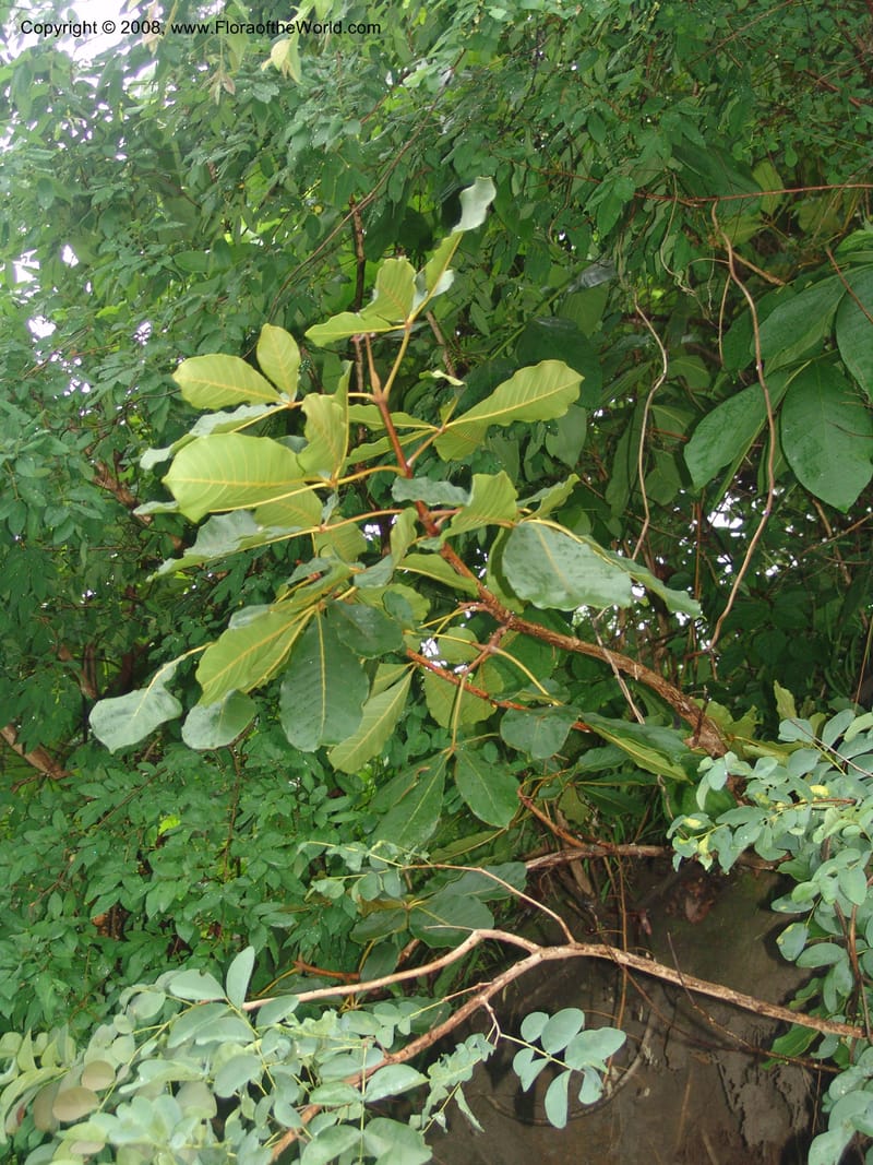 Vitex doniana, not coll.--Tanz. Mahenge F. R.  Mahenge-Ifakara. 16 Feb 06. 029.jpg