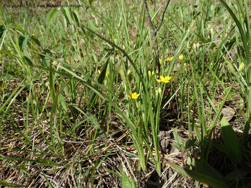 Hypoxis hirsuta, Davidson, C 12977--North Carolina. Clay Co. Buck Cr. 13 May 2015. DSC04619 (120).JPG
