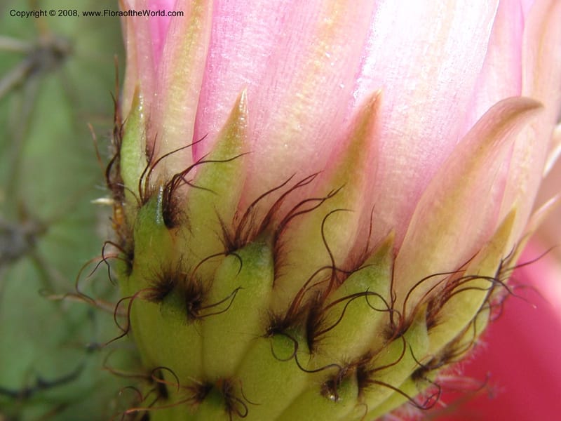 Corryocactus melanotrichus, nr. 1436--Bolivia. La Paz. Jardin Botanico La Paz. 3 Dec 04. 096.jpg