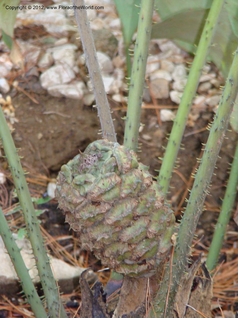 Ceratozamia euryphyllidia--MX. Oaxaca. Jardin Etnobotanico. 11 Sep 08. 006.jpg