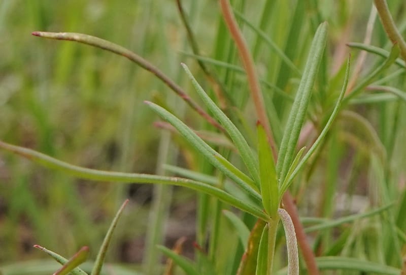 Clarkia pulchella, C. Davidson 13768--Oregon. Wallowa Co. Upper Camp Creek Canyon. 4 Jun 2018. DSC04733 (62).JPG
