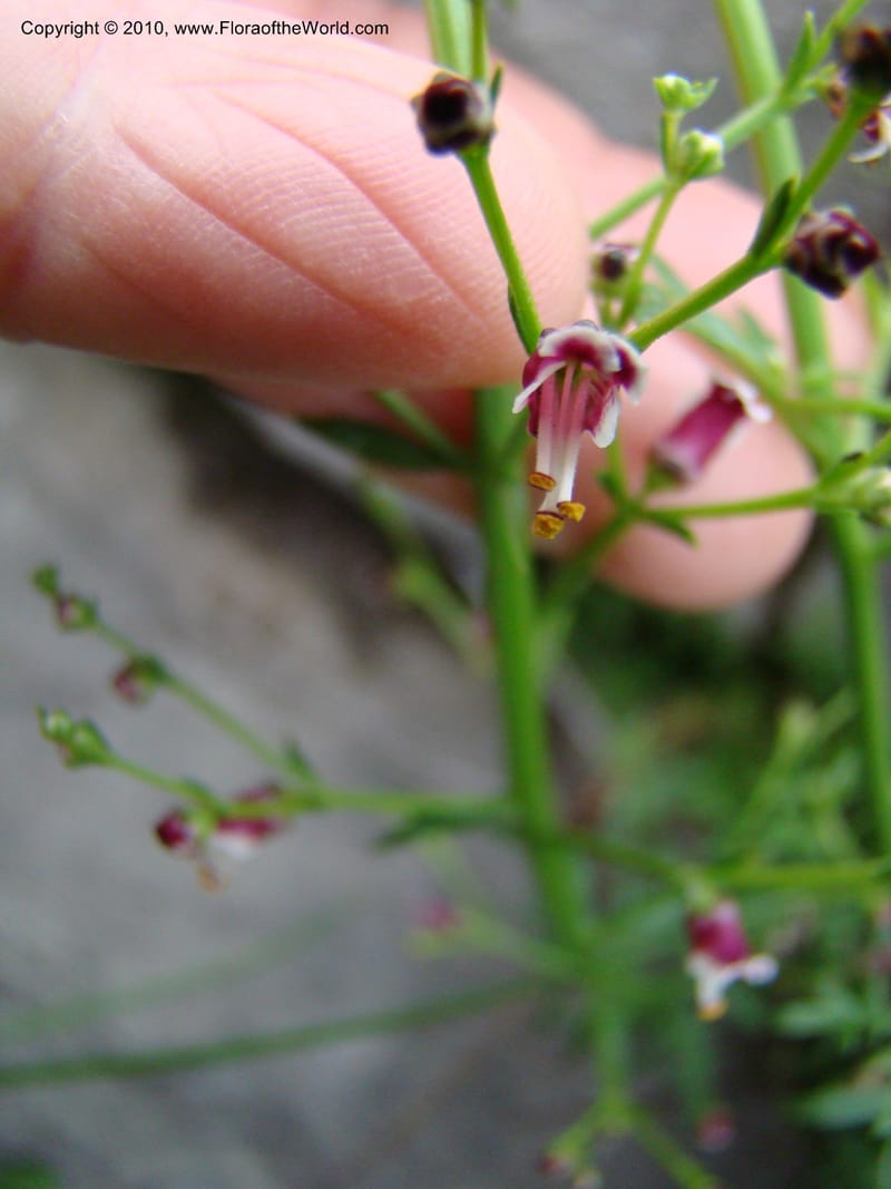 Scrophularia canina, C.Davidson 11175--Slovenia, Notranjska Region, 2 km W of Skocjan on Rd. 301, 16 May 2008.030 (4).jpg