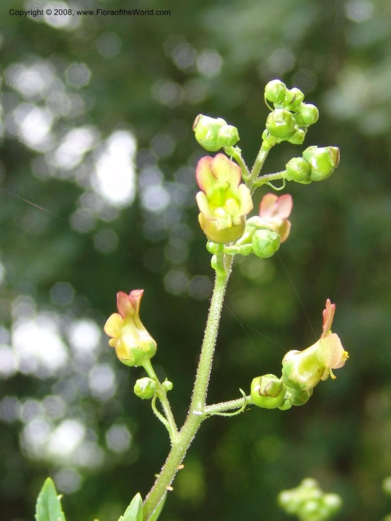 Scrophularia lanceolata, CDavidson11115--ID. Adams Co. For. Serv. Rd. 453, to Goose Lk. 20 Jul 07. 154.jpg