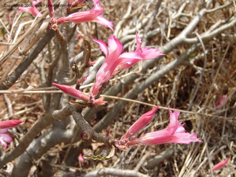 Adenium obesum--Tanzania. Hwy B1, 25 km SE of Kifaru. 28 Jun 04. 281.jpg