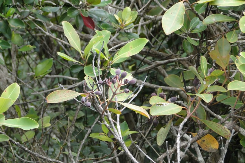 Syzygium kriegeri, J. Munzinger 6591--New Caledonia. Mine St. Louis Boulinda. 18 Feb 2011. 155 (13).jpg