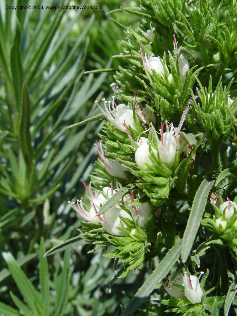 Echium aculeatum, 2003.0246--Spain. Barcelona Bot. Gard. 19 Apr 04. 003.jpg