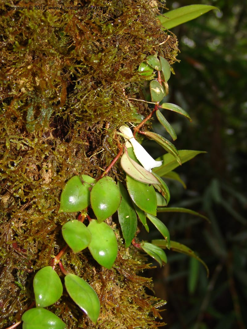 Codonanthe, RVasquez31544--Peru. Prov. Oxa. Estac. Paujil. Send. El Mirador. 16 Oct 06. 215.jpg