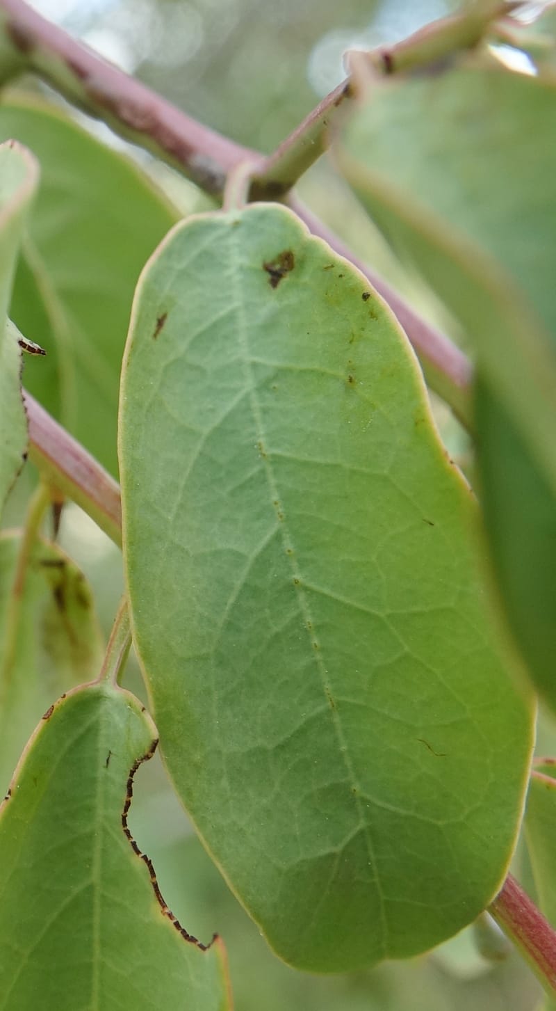 Ximenia americana, Nanyeni 1210--Namibia. C43 S of Opuwo. Odom 76. 21 Mar 2018. DSC02429 (83).JPG