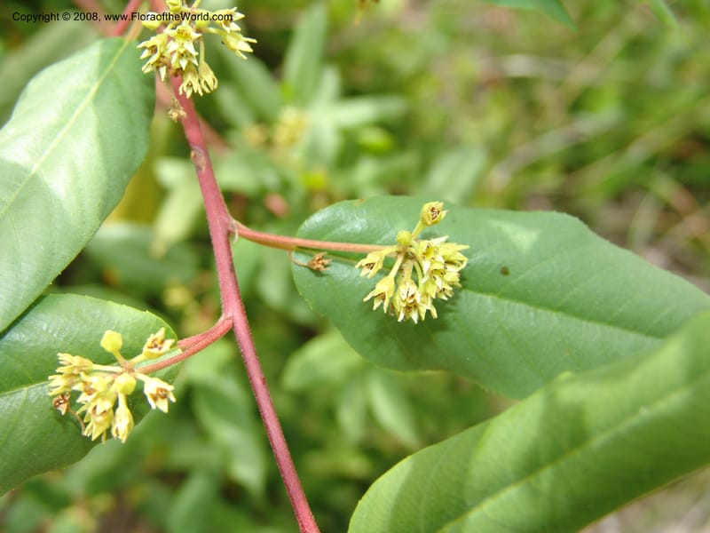 Rhamnus tomentella ssp tomentella, 83.1301--CA. UC Berkeley Bot. Garden. 31 May 07. 764.jpg