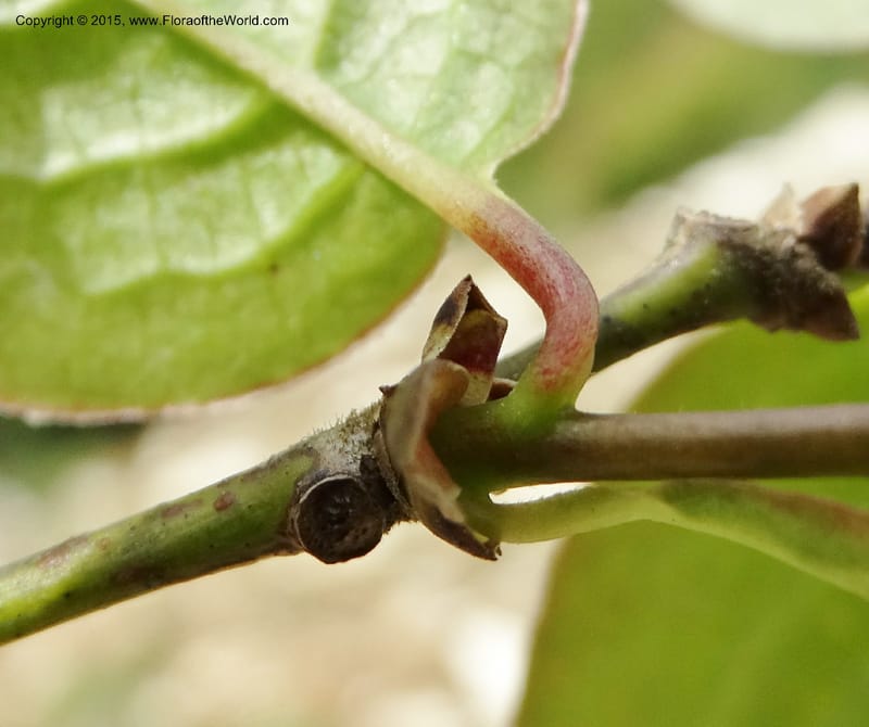Sabia, Boufford, D 43677--China. Sichuan. GuoBaYan, HanBaiYu Shan. 12 May 2014. DSC05373 (90).JPG