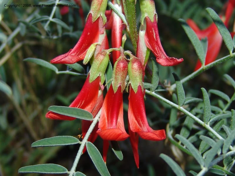 Sutherlandia montana--So.Africa. E. Cape. Joubert's Pass, SE of Lady Gray. 9 Mch 05. 296.jpg