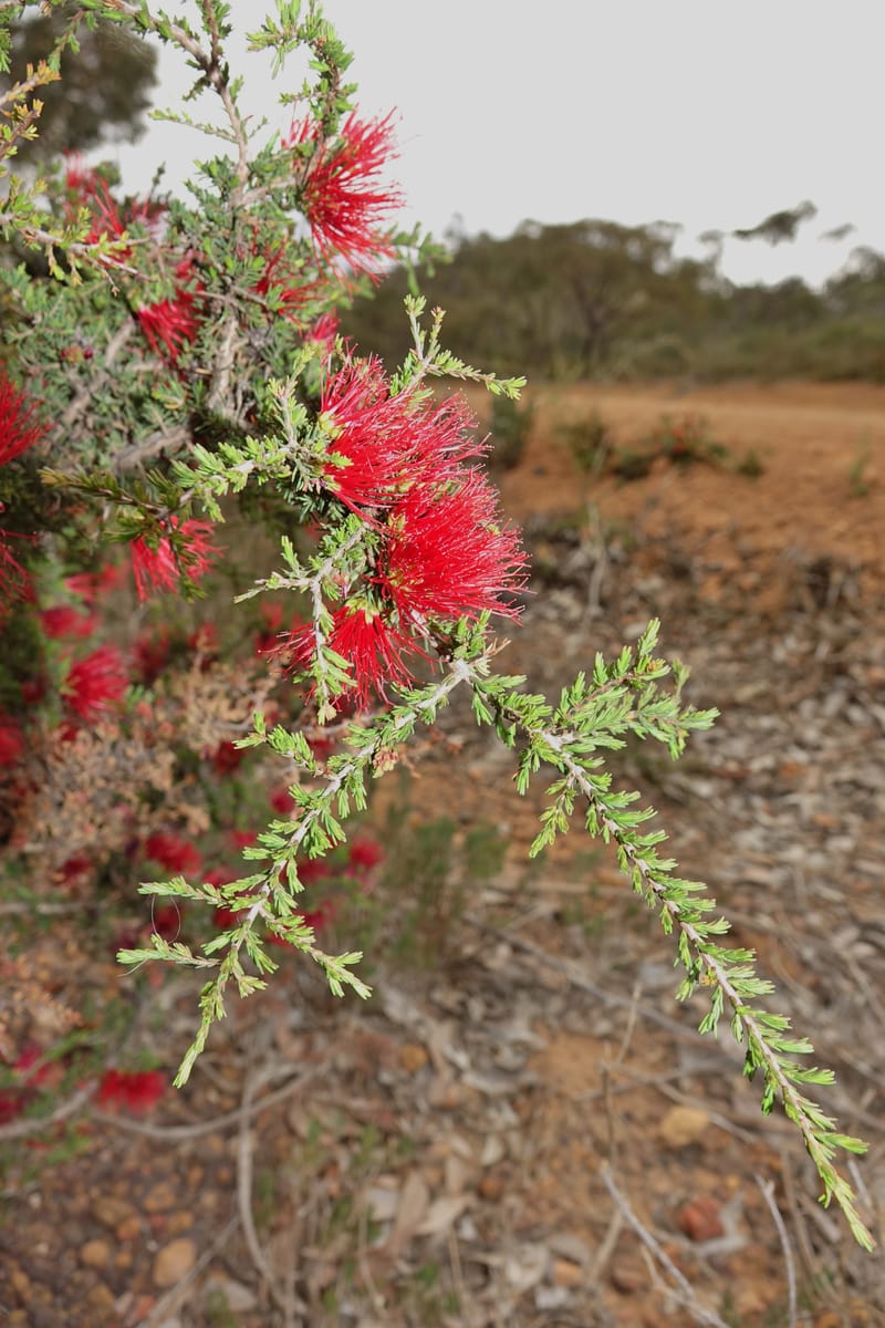 Beaufortia cyrtodonta, Davidson, C 13522--Australia. W.A. Red Gum Pass Rd., odom 31. 30 Oct 2016. DSC07055 (27).JPG