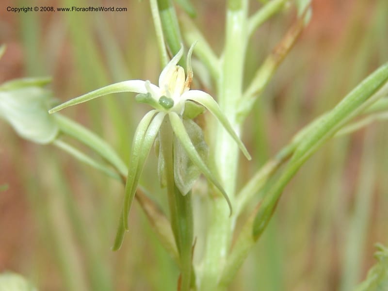 Habenaria--So.Africa. Mpumal. Moodie Mts.  18 Mch 05. 124.jpg