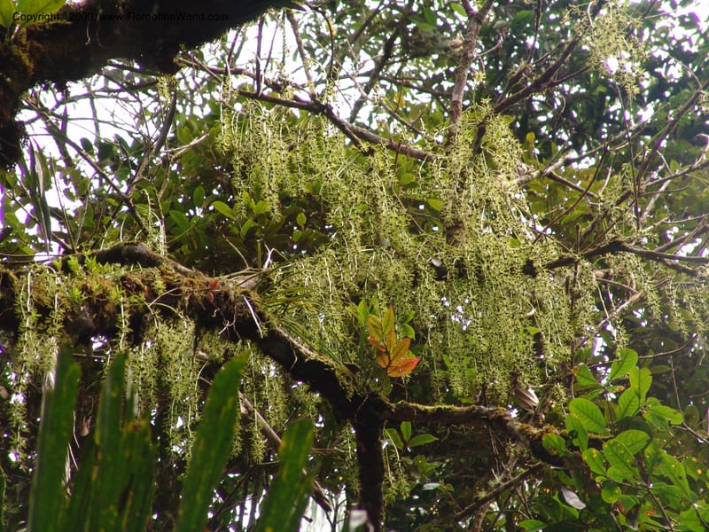Alchornea, DNeill15916--Ecuador. Prv. Zam. Ch. C del Condor. Wawaime plot. 22 Sep 07. 399.jpg