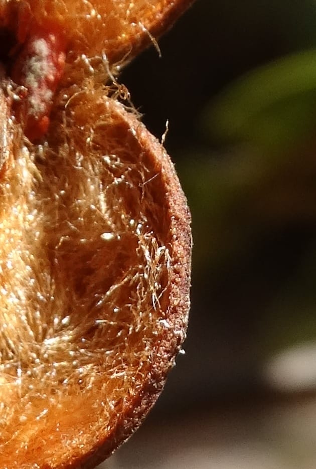 Lepidocupania lepidota, Callmander, M 1239--New Caledonia. Mont Dzumac. 12 Nov 2015. DSC01563 (353).JPG