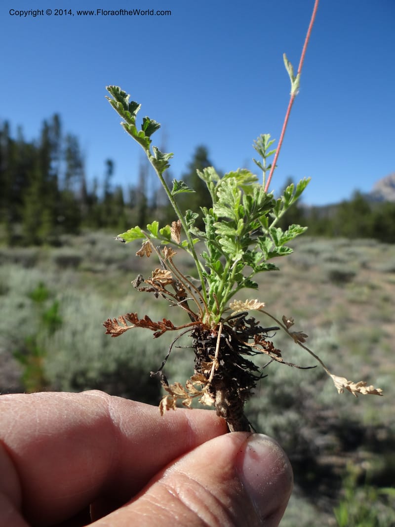 Horkelia fusca var. parviflora, Davidson, C 12198--ID. Custer Co. 1.6 mi from Hwy 75 on Redfish Lake Rd. 13 Jul 2013. DSC06785 (51).JPG