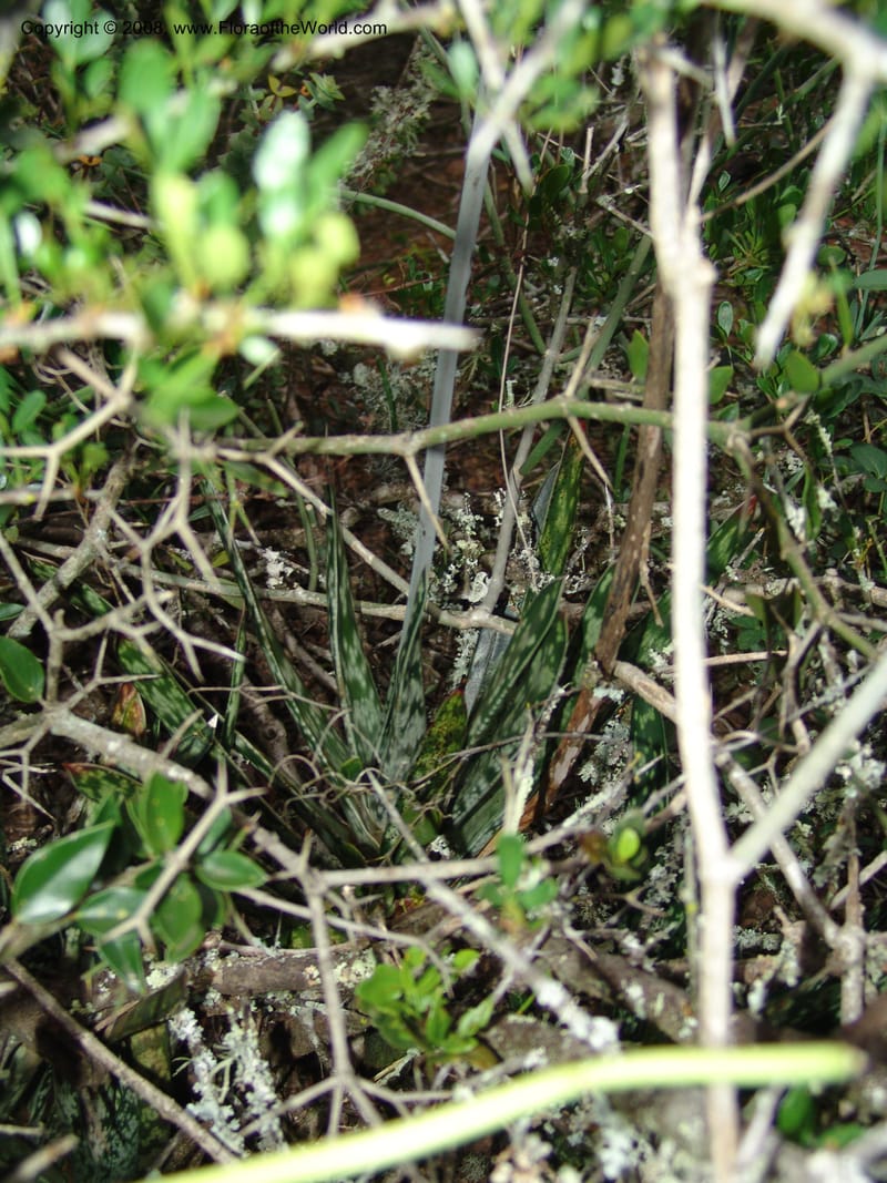 Gasteria bicolor--So.Africa. E. Cape. Uitenhage Nat. Res. 6 Mch 05. 217.jpg
