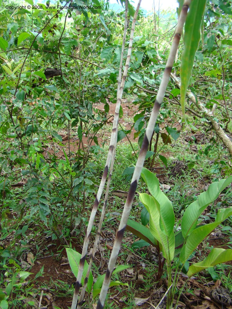 Costus stenophyllus--Costa Rica. Puntar. Los Charcos de Osa. 15 Apr 08. 220.jpg