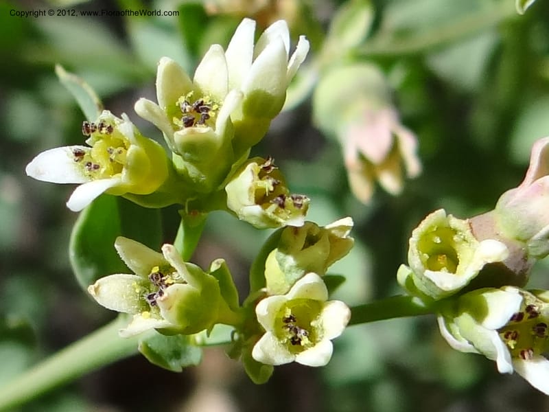 Comandra umbellata, Davidson, C 11942--AZ. Yavapai Co. Crown King Rd. 7 May 2012. DSC0894 1 (107).JPG