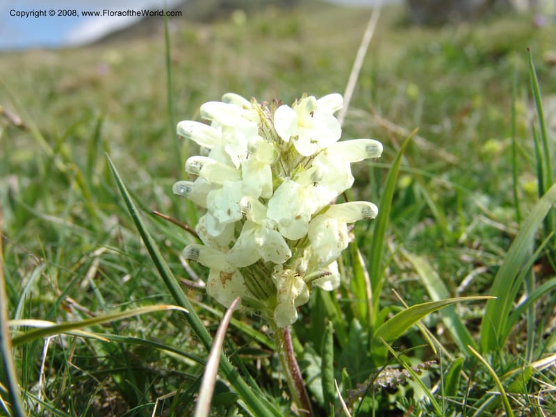 Pedicularis armena--Georgia. Vic. of Tskhrats'karo Pass. 7 Jun 05. 144.jpg