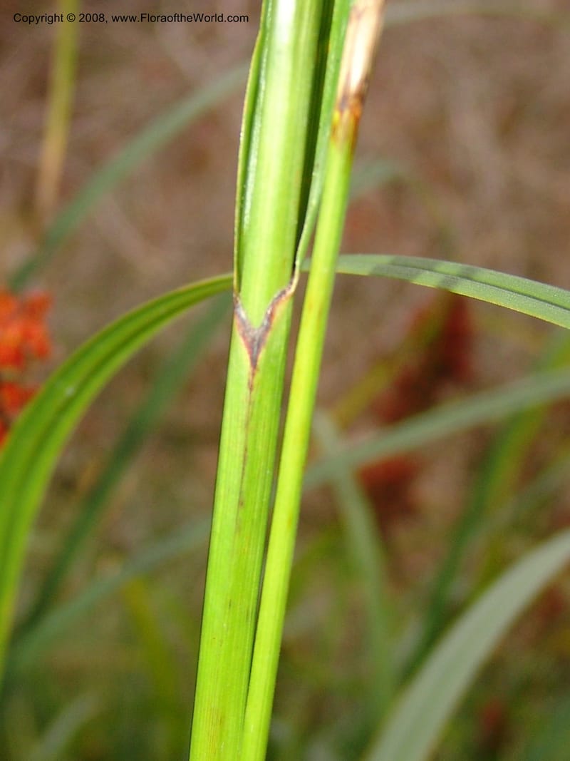 Carex baccans, 80.0710--CA. UC Berkeley Bot. Garden. 8 Dec 06. 105.jpg