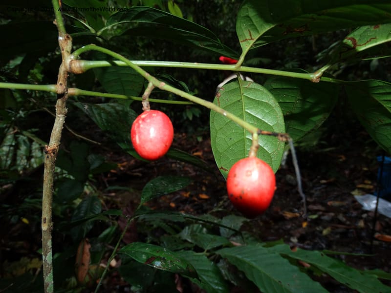 Meliosma, Davidson, C 12932--Sabah. Kinabalu Nat. Park. Nalumad Substesen. 29 Mar 2015. DSC01294 (117).JPG