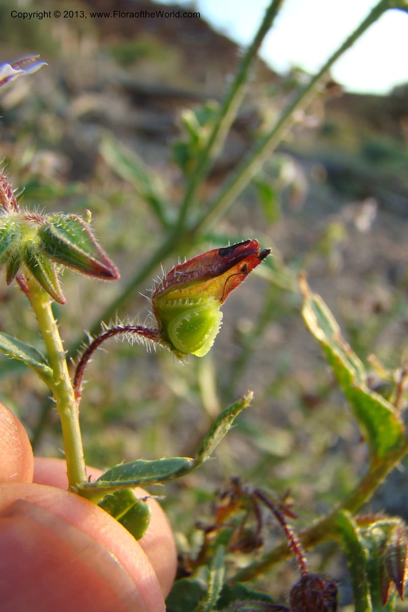 Trichodesma, C. Davidson 11554--South Africa. Northern Cape. Toward Gannabos. 25 Aug 09. 070 (21).jpg