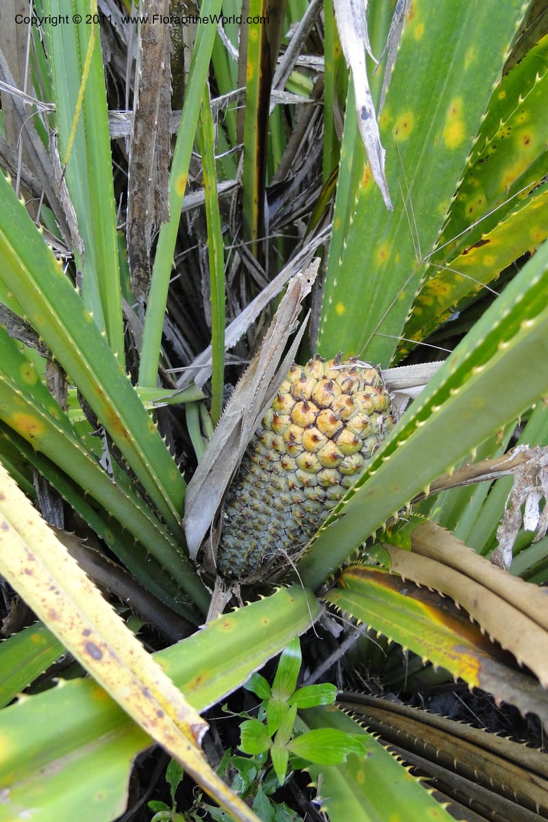 Pandanus urophyllus, Regalado 1955--Viet Nam. Forest Block 19. 15 May 2011. 019 (3).jpg