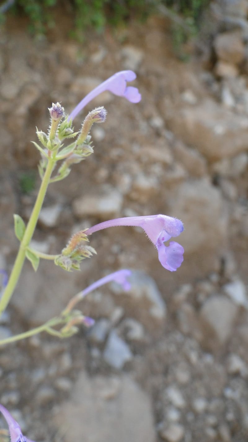 Nepeta, A. G. Miller 133.10--Iraq. Kurdistan. Shakh-i Pira Magun. Gueza Khan. 11 June 2010. 304 (3).jpg