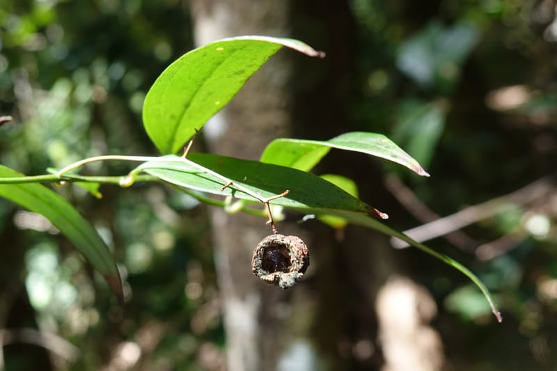 Petermannia cirrosa, Davidsonm C 13363--Australia. Qld. Springbrook N.P. Mt. Cougal Sect. 19 Oct 2016. DSC03346 (20).JPG