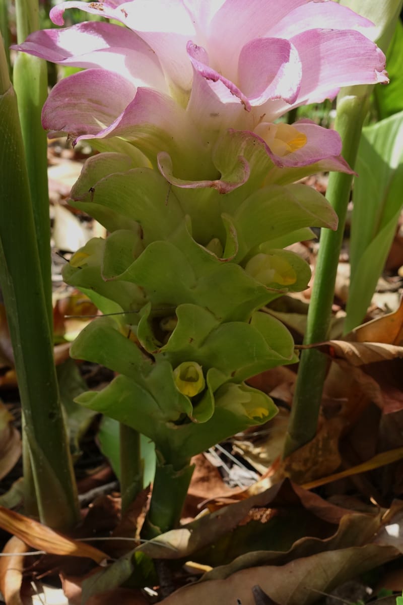 Curcuma domestica--Australia. Brisbane Bot. Gard. 15 Oct 2016. DSC02202 (19).JPG