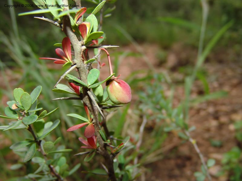 Putterlichia pyracantha--So.Africa. E. Cape. Uitenhage Nat. Res. 6 Mch 05. 144.jpg