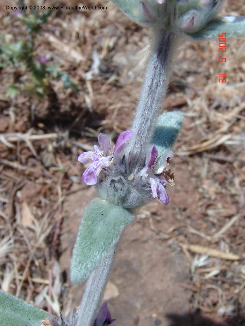 Stachys cretica--Crete. Ep. Apokoronos. Diktamos Gorge, ca. Stylos. 23 May 05. 029.jpg